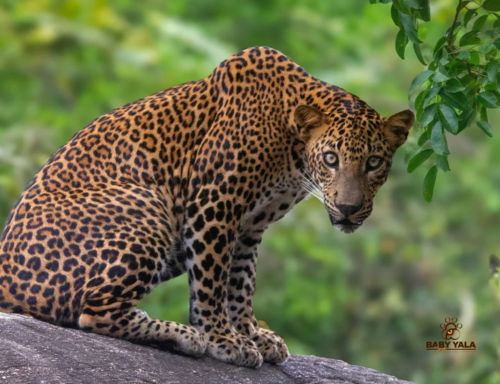 A leopard with a vibrant spotted coat sits alertly on a large rock, surrounded by lush green foliage. The scene conveys a sense of calm majesty.