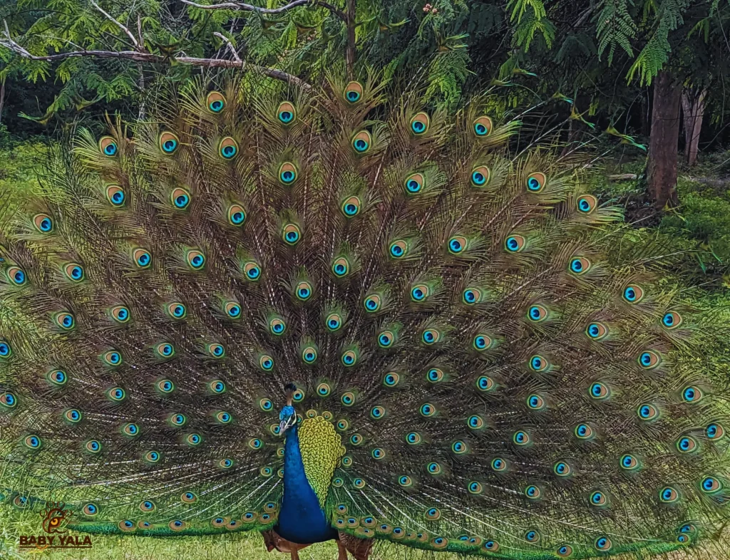A vibrant peacock with its colorful feathers fully spread stands on a grassy path. Lush green trees form the backdrop, creating a serene, natural setting.