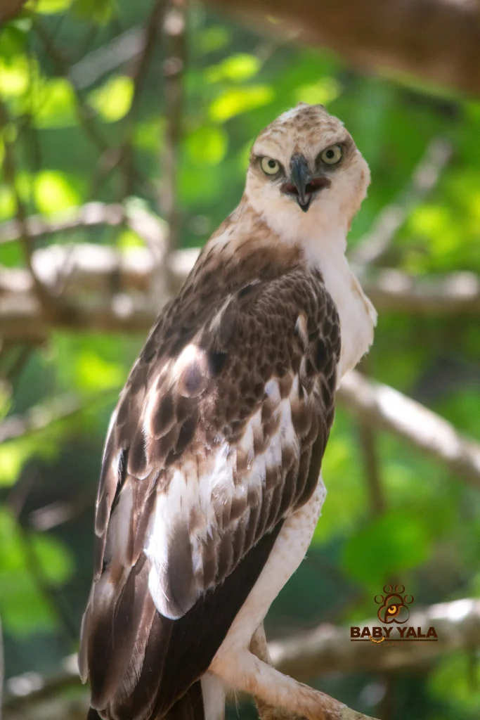 Hawk perched on a branch in a sunlit forest. The hawk has brown and white feathers with piercing eyes, looking directly at the camera amid blurred green foliage.