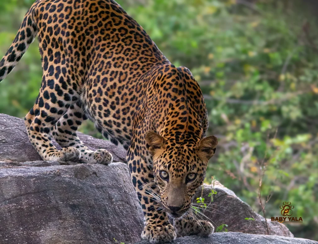 A leopard crouches on a rock, alert and focused. Its spotted fur blends with the lush green forest backdrop, conveying stealth and intensity.