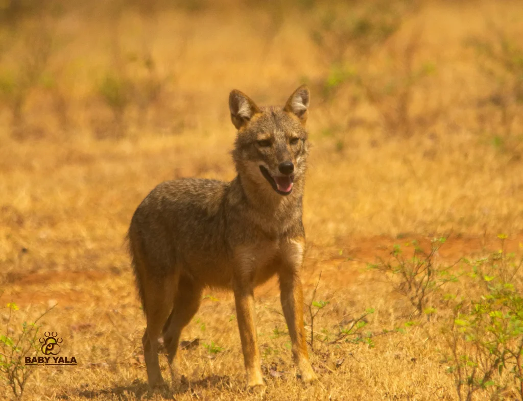 A coyote stands on dry, golden grass, mouth open in a relaxed expression. The background is blurred, conveying a warm, arid environment.