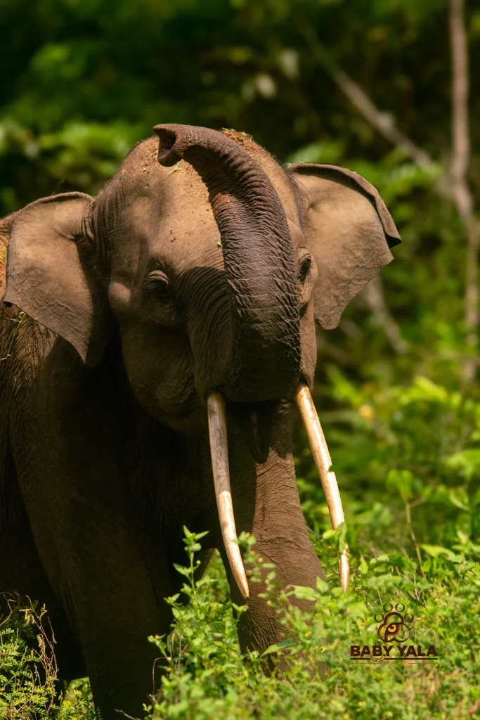 An elephant with long tusks raises its curved trunk, surrounded by lush green foliage, conveying a calm, majestic presence in the forest.