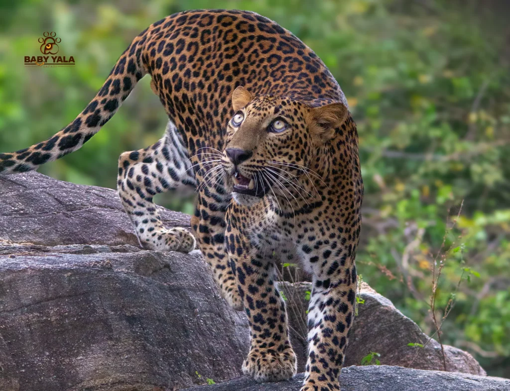 Leopard with spotted fur crouches on a large rock in a lush, green forest, appearing alert and focused, creating a sense of intensity.