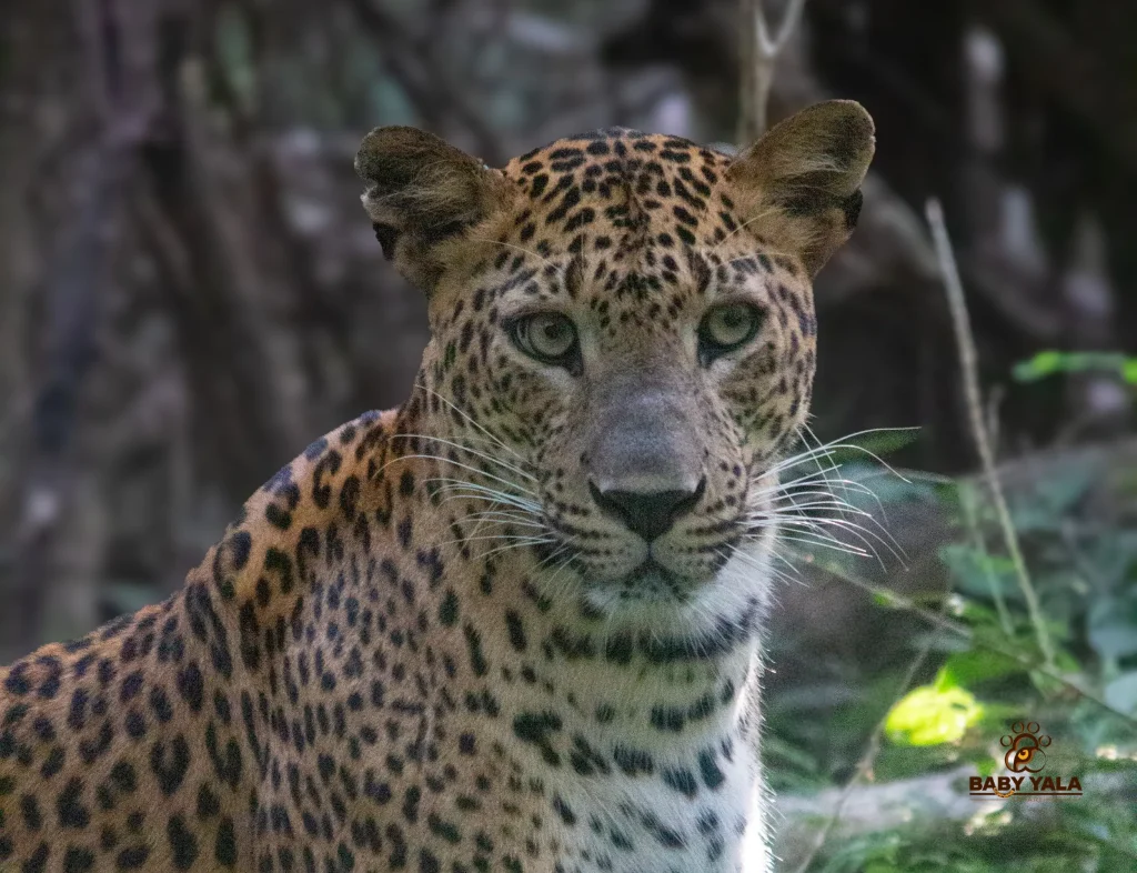 A leopard walks through lush green foliage in the shadowy forest. The leopard's spotted coat contrasts with the dark, dense background, exuding alertness.