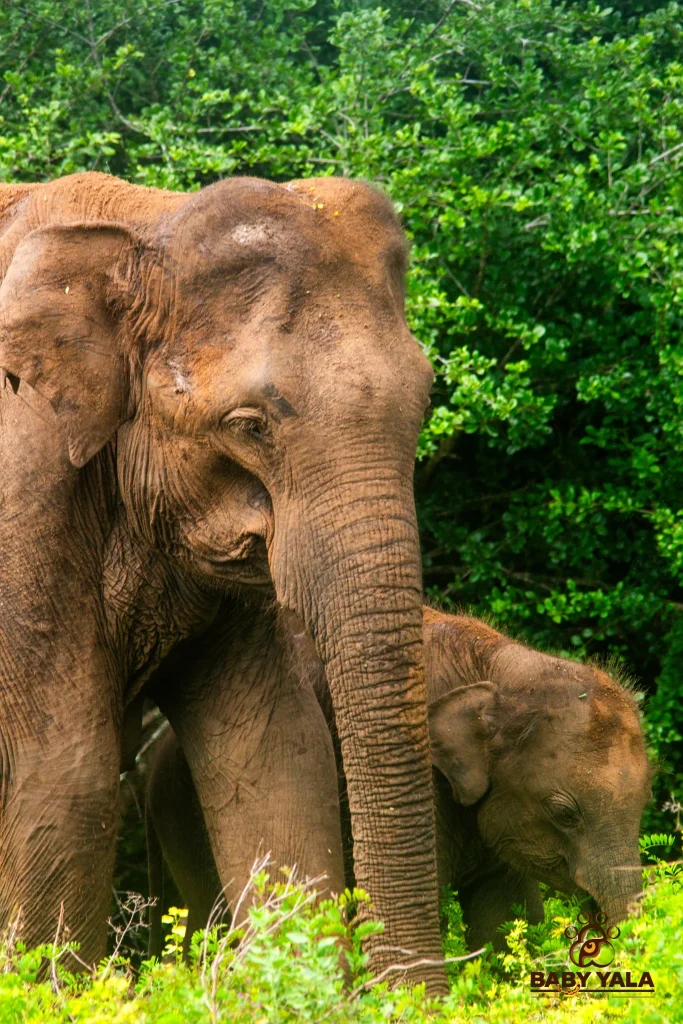 Two elephants, an adult and a calf, stand close together in lush greenery. The adult's trunk gently touches the ground, conveying a serene moment.