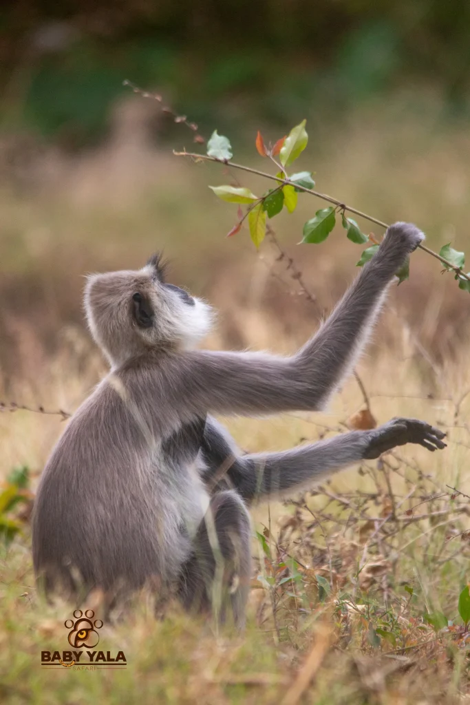 A monkey sits on grass, reaching up to grab leaves from a branch. Its fur is grayish with a bushy white beard, set against a blurred natural backdrop.