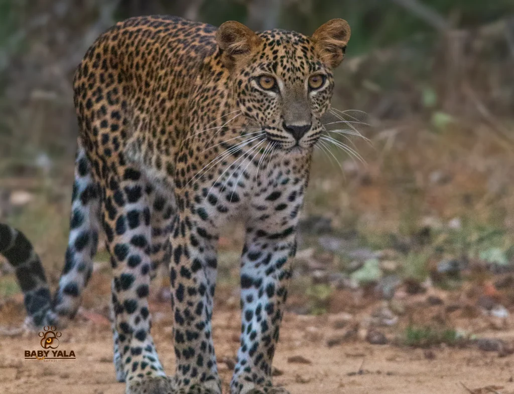 A leopard prowls through a dense, shadowy forest with dappled sunlight highlighting its spotted fur. The scene conveys stealth and power.